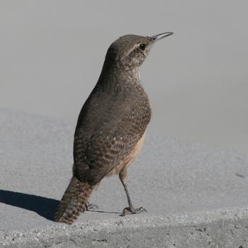 Rock Wren