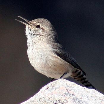 Rock Wren