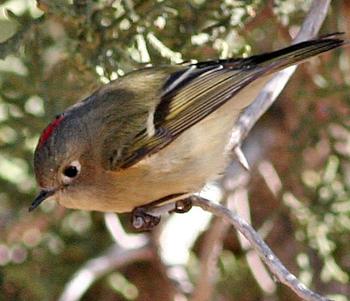 Ruby-crowned Kinglet