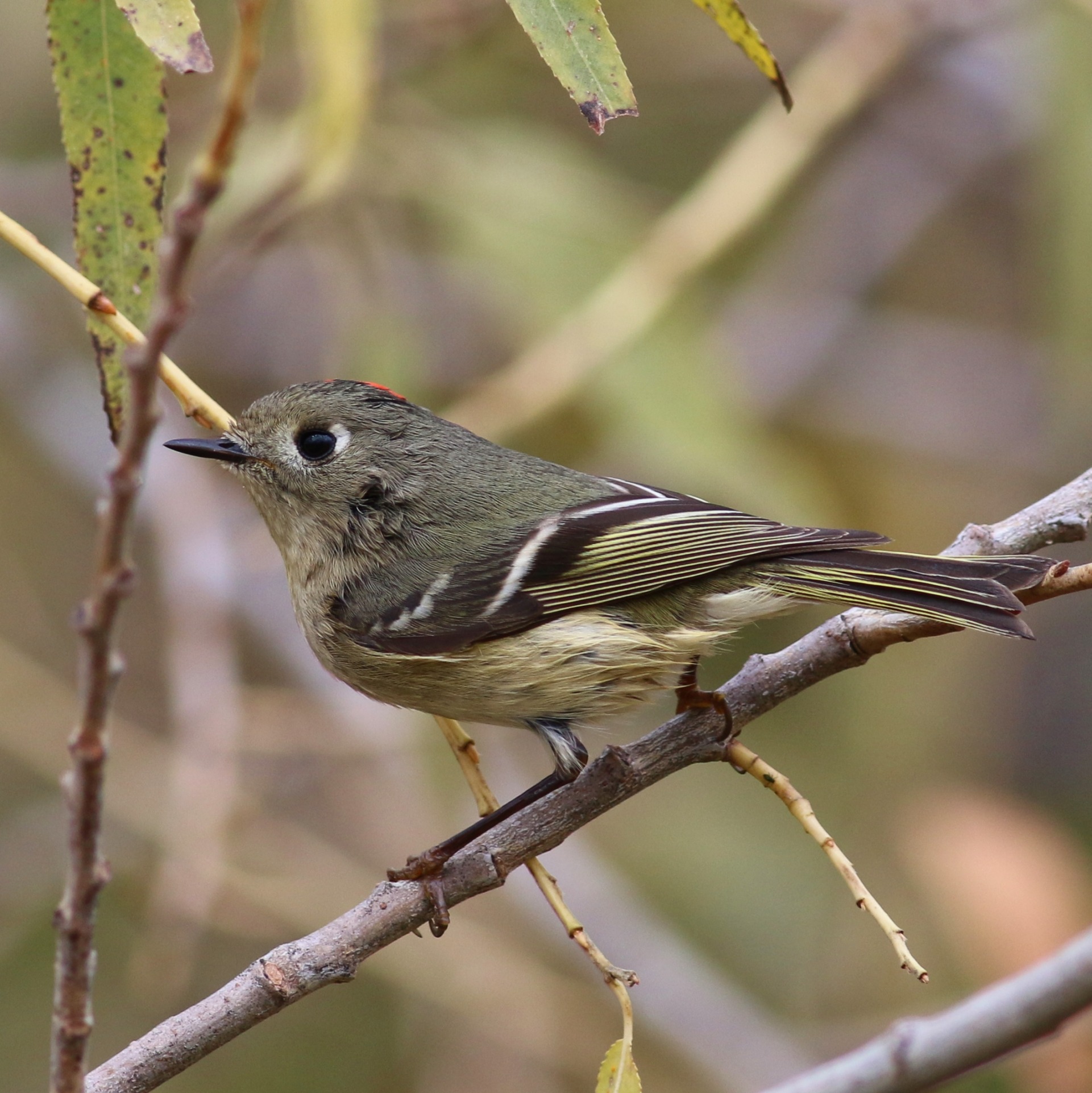 Ruby-crowned Kinglet