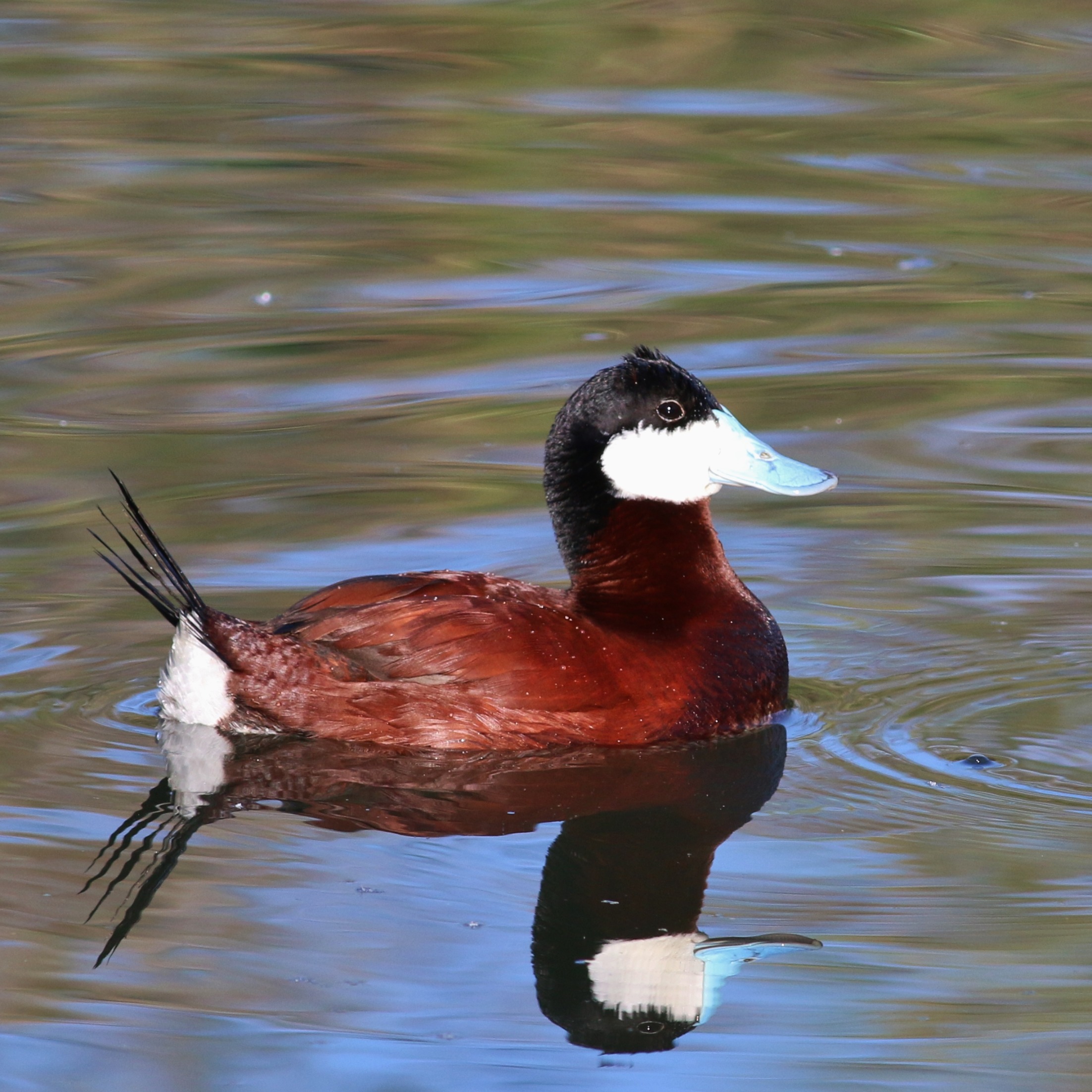 Ruddy Duck