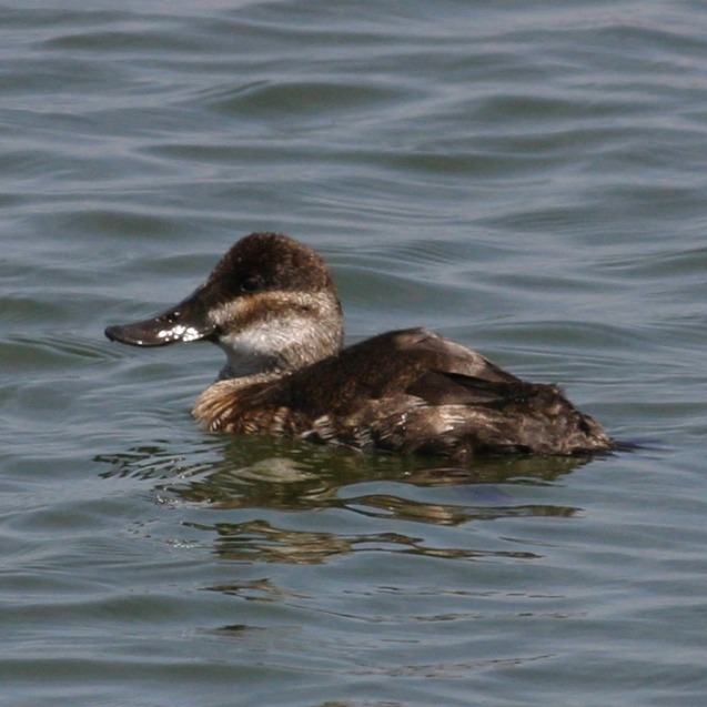 Ruddy Duck