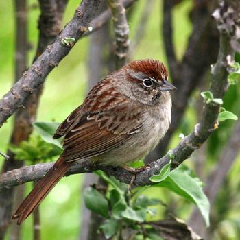 Rufous-crowned Sparrow