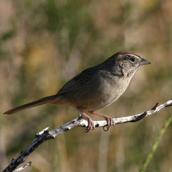 Rufous-crowned Sparrow