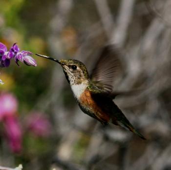 Rufous Hummingbird