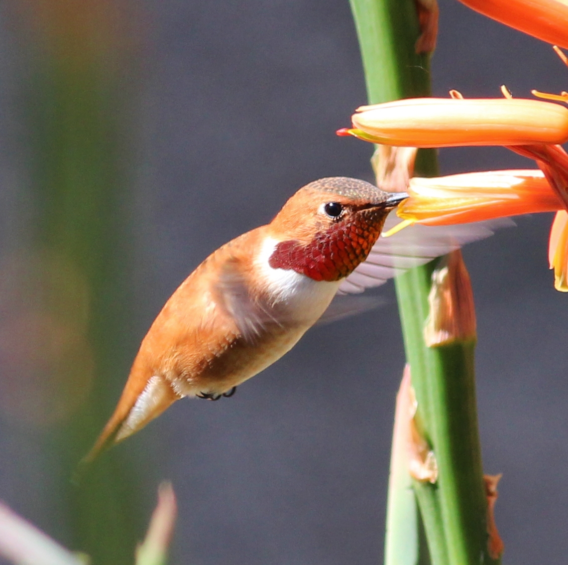 Rufous Hummingbird