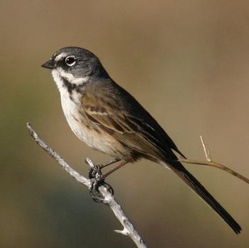 Bell's Sparrow