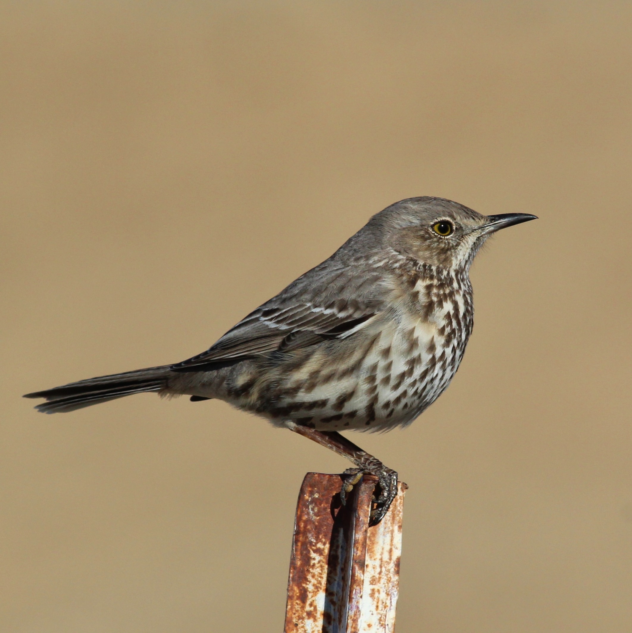 Sage Thrasher