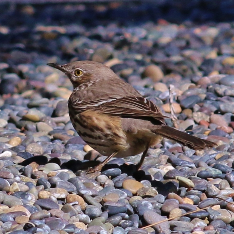 Sage Thrasher