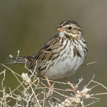 Savannah Sparrow