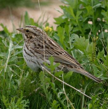 Savannah Sparrow