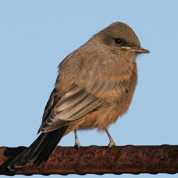 Say's Phoebe