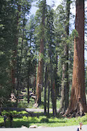 sequoia-55