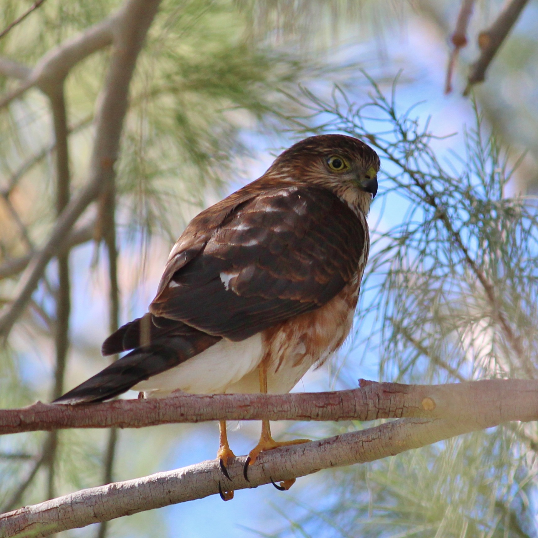 Sharp-shinned Hawk