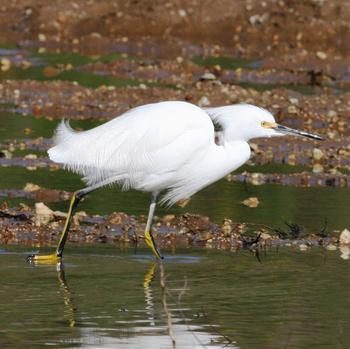 Snowy Egret