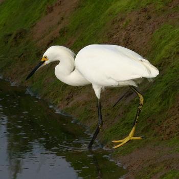 Snowy Egret