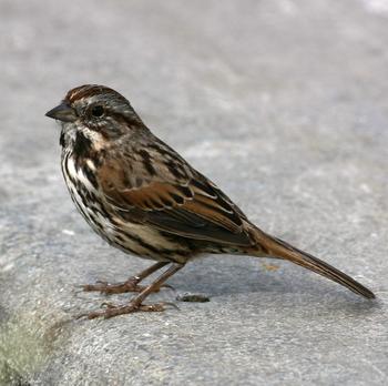 Song Sparrow