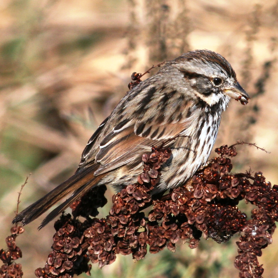 Song Sparrow