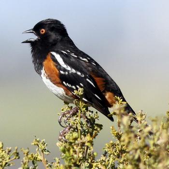 Spotted Towhee