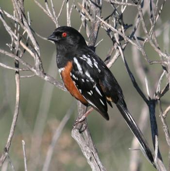 Spotted Towhee