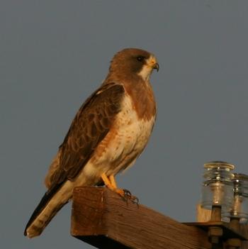 Swainson's Hawk