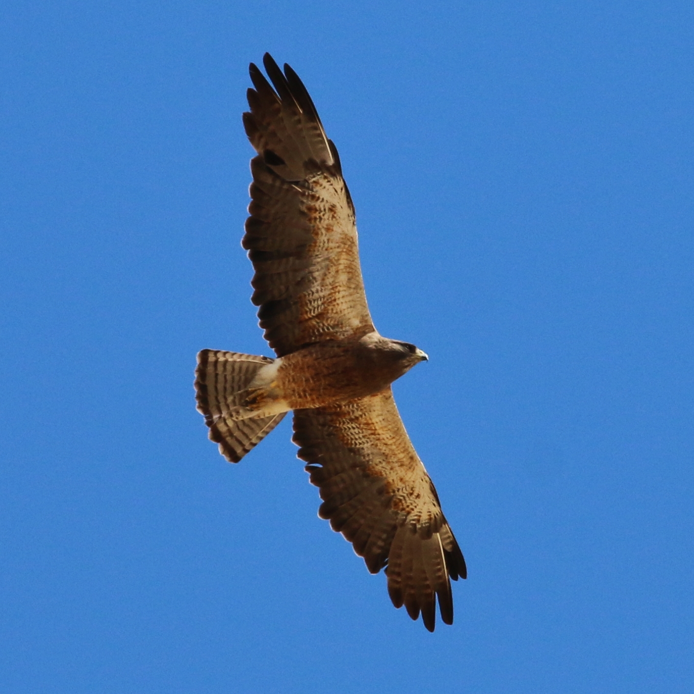 Swainson's Hawk