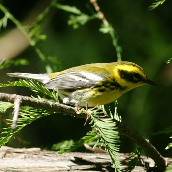 Townsend's Warbler