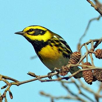 Townsend's Warbler