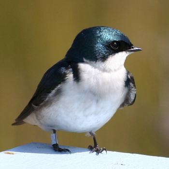 Tree Swallow