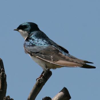 Tree Swallow