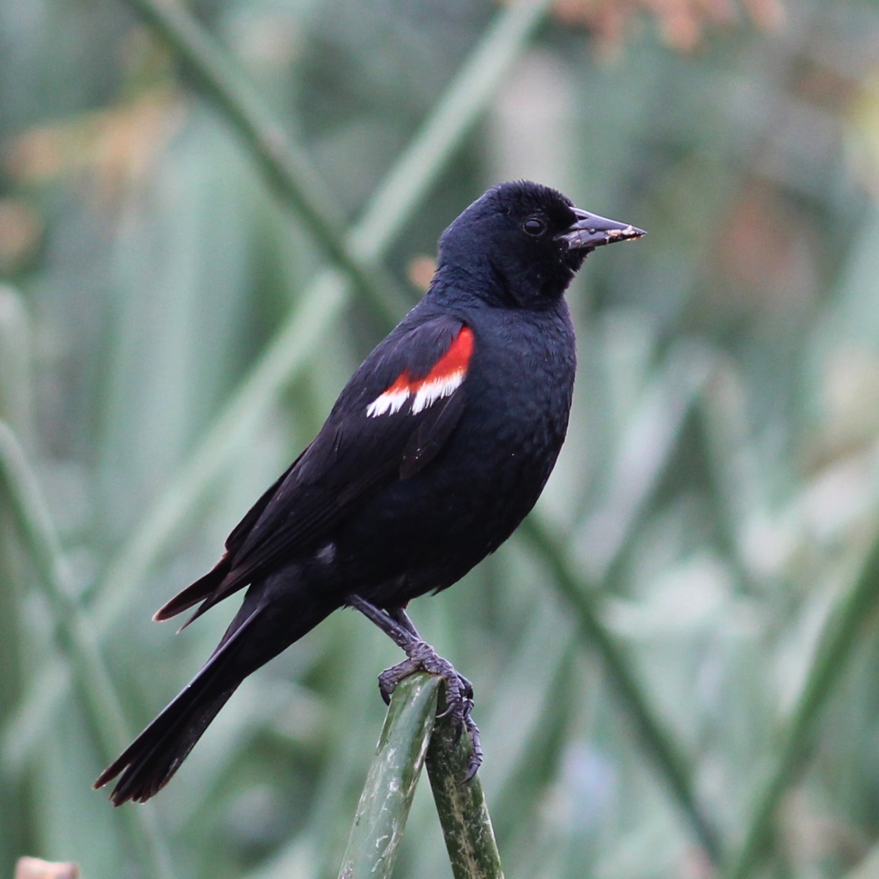 Tricolored Blackbird