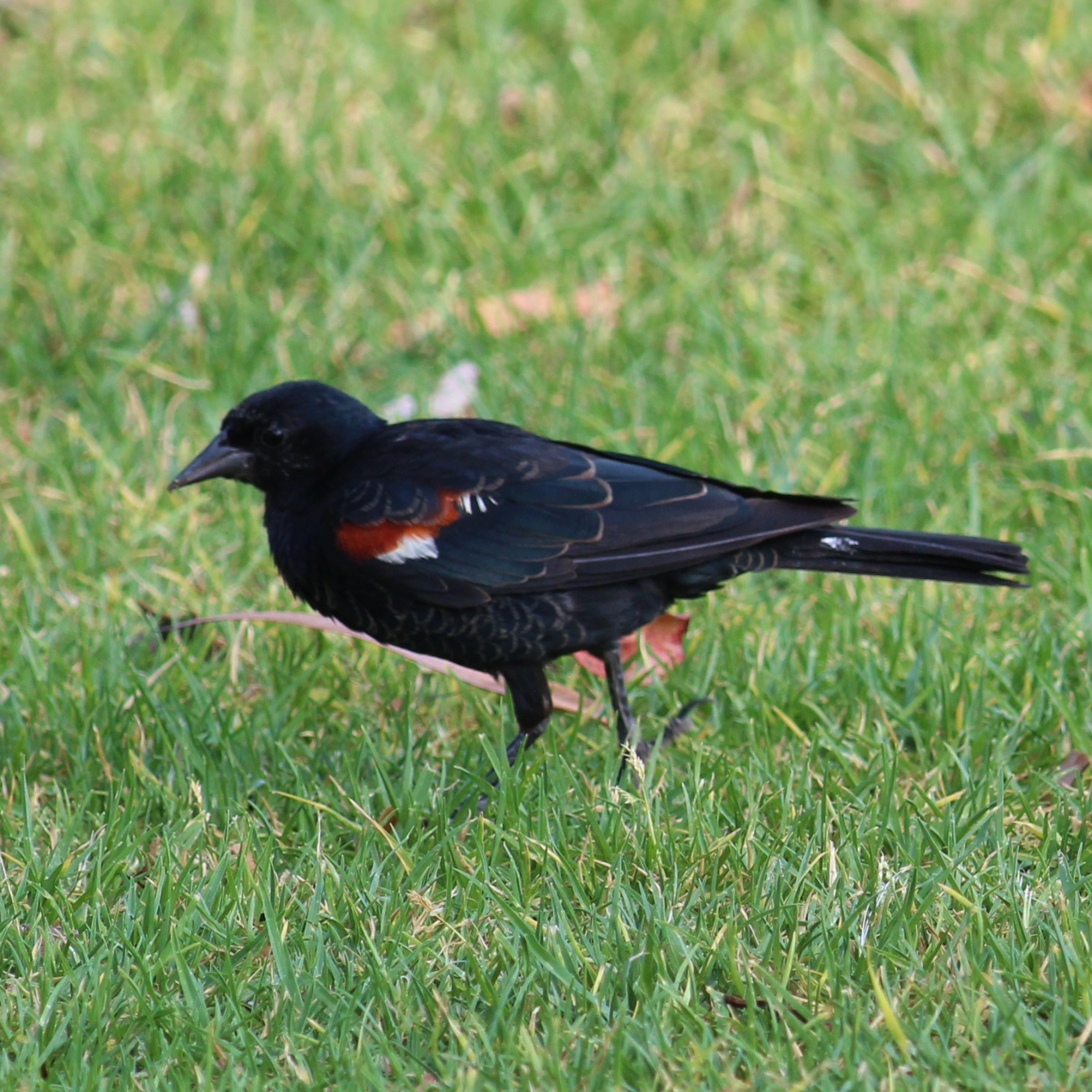 Tricolored Blackbird