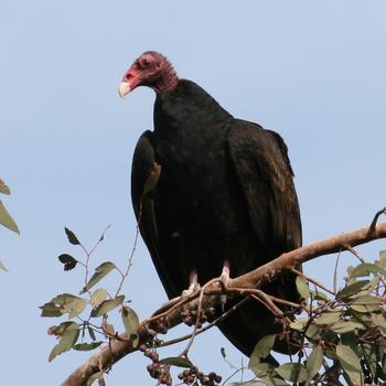 Turkey Vulture