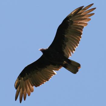 Turkey Vulture