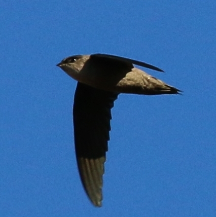 Vaux's Swift