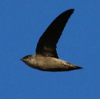 Vaux's Swift