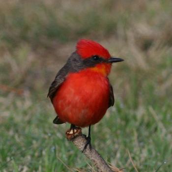 Vermilion Flycatcher