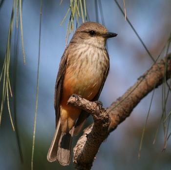 Vermilion Flycatcher