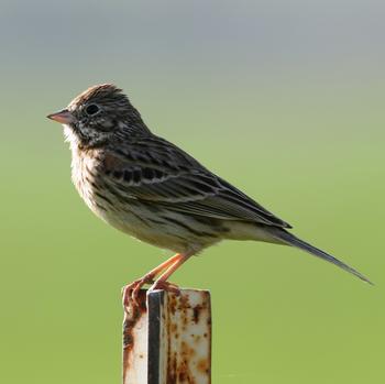 Vesper Sparrow