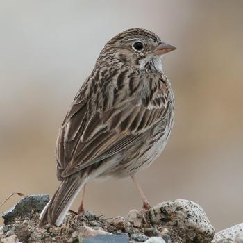 Vesper Sparrow