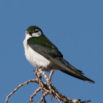 Violet-green Swallow