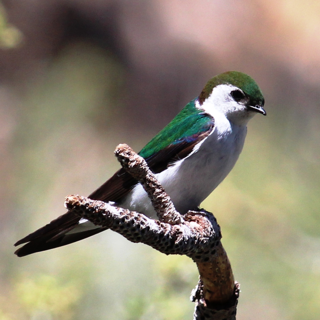 Violet-green Swallow