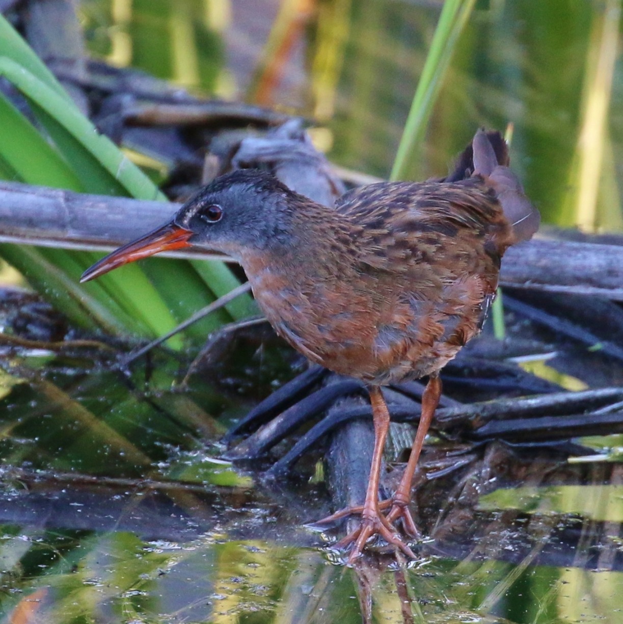 Virginia Rail