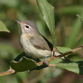 Warbling Vireo