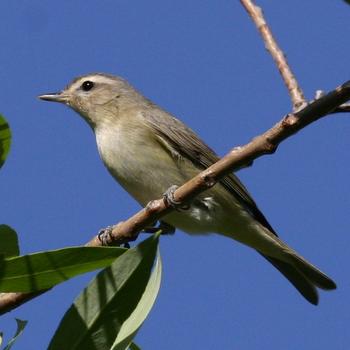 Warbling Vireo