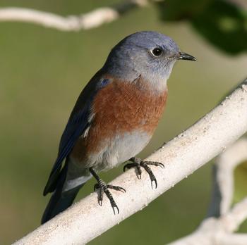 Western Bluebird