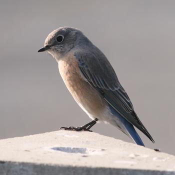 Western Bluebird