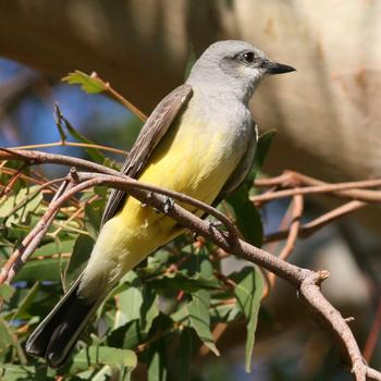 Western Kingbird