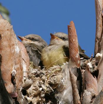 Western Kingbird