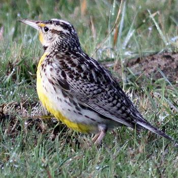 Western Meadowlark